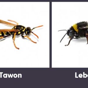 Perbedaan antara Lebah dan Tawon