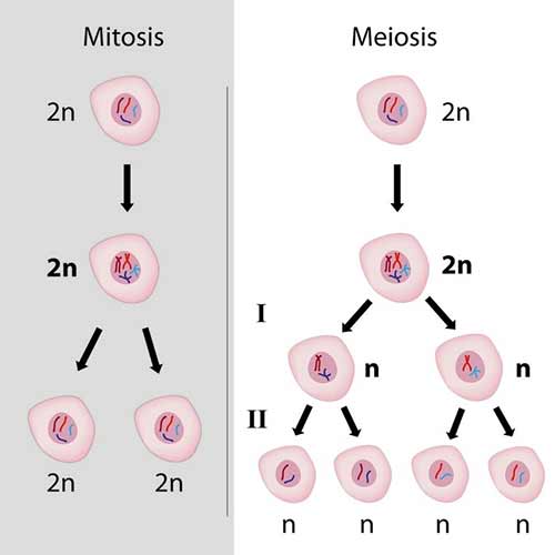 Mitosis dan Meiosis