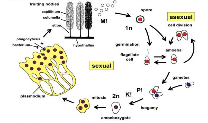 siklus hidup plasmodial slimemold